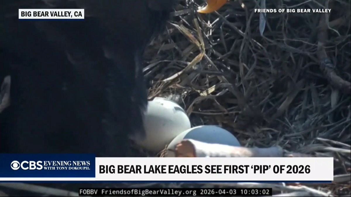 Beloved California bald eagles Jackie and Shadow are expecting a new eaglet, as their egg begins cracking and shaking ahead of a hatch any day now.