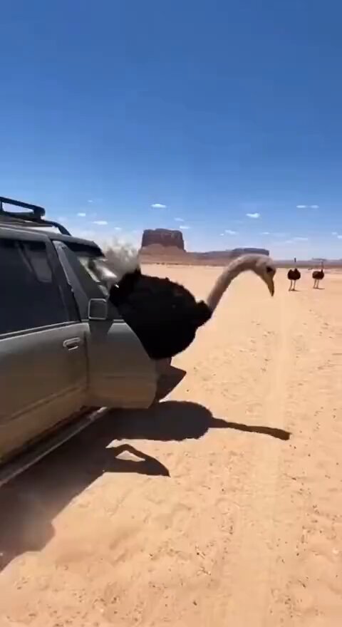 the original ostrich was like " bro you're overdoing" 😂