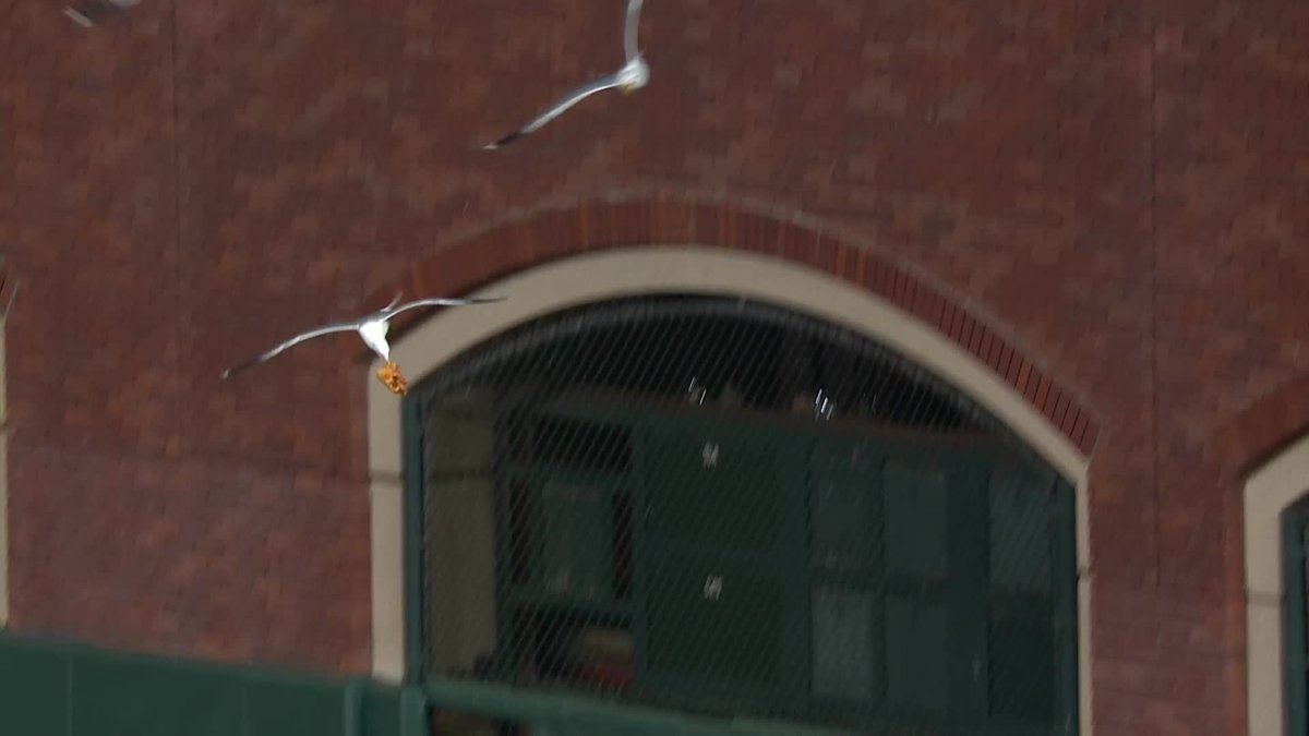 The seagulls shared a pizza between innings 🍕