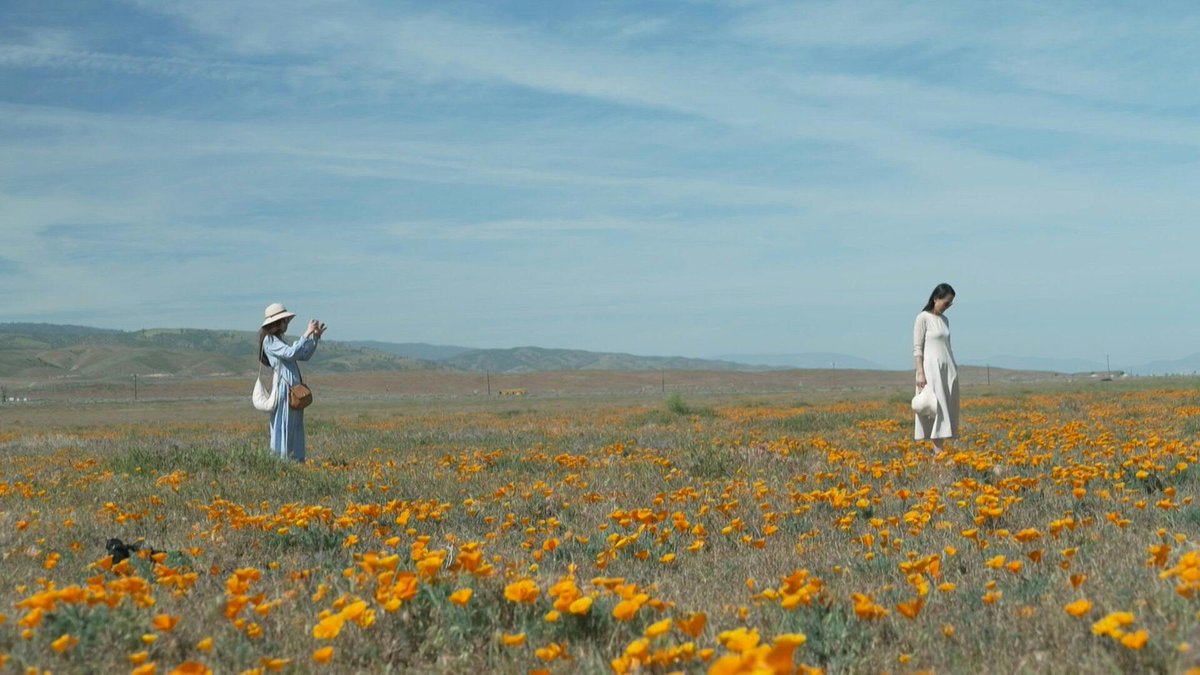 🇺🇸 Poppies offer hope in fire-scarred Los Angeles When wild fires raged around Los Angeles last year, Rene Amy's home was razed to a pile of toxic ash. But his plot now shimmers with the California poppies he has sown throughout the wrecked town of Altadena as a symbol of hope.