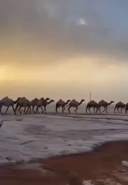 مشهد عظيم وساحر اجتماع الإبل والثلوج معاً