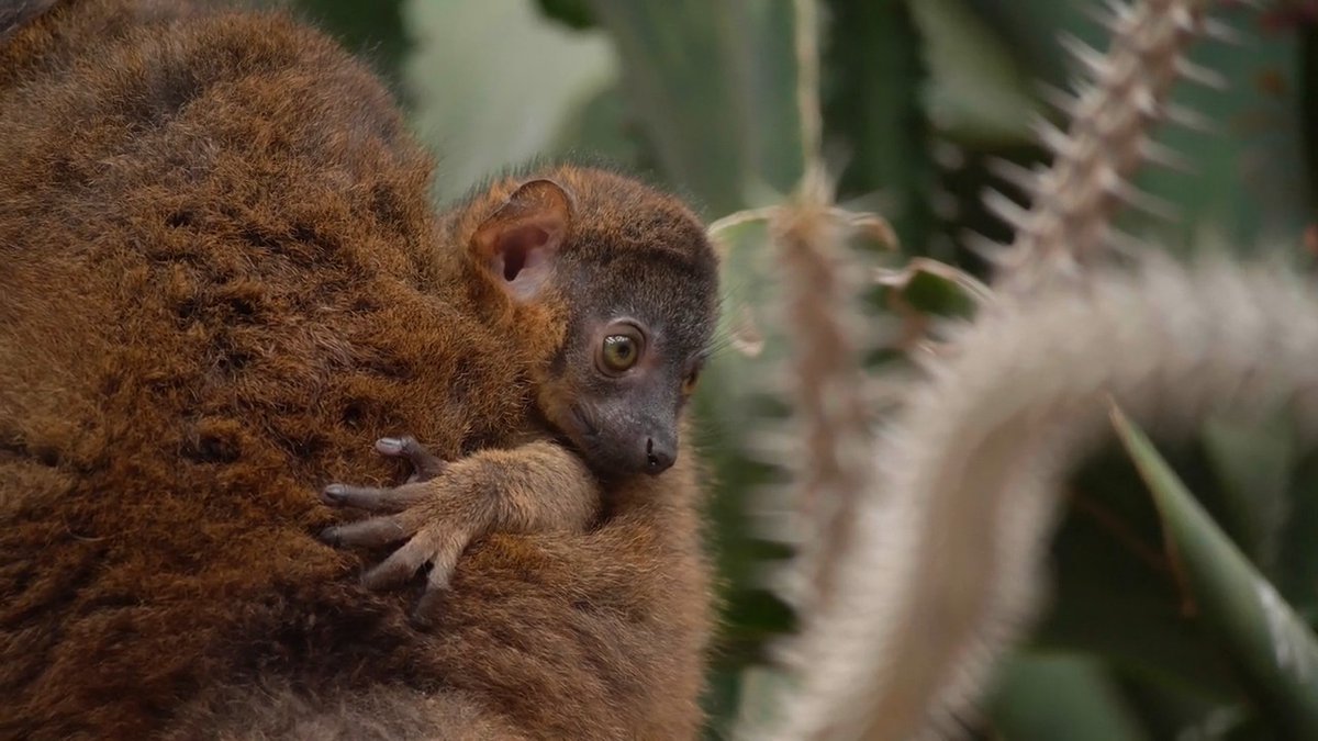 The Madagascar! exhibit is now home to a baby brown collared lemur. Keep an eye out for the infant and parents in the Spiny Forest habitat along with ring-tailed lemurs, critically endangered radiated tortoises, and several bird species.