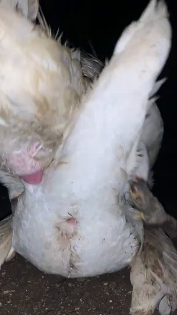 Duck mating look