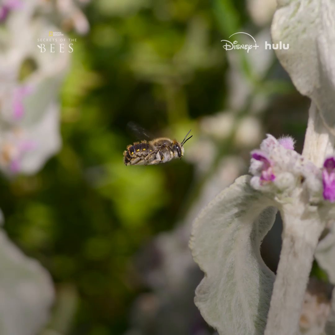 Curious about the hidden world of bees? You'll be amazed at how much there is to discover if you stop and look closely. Narrated by Bertie Gregory, #SecretsOfTheBees is now streaming on Disney+ and Hulu