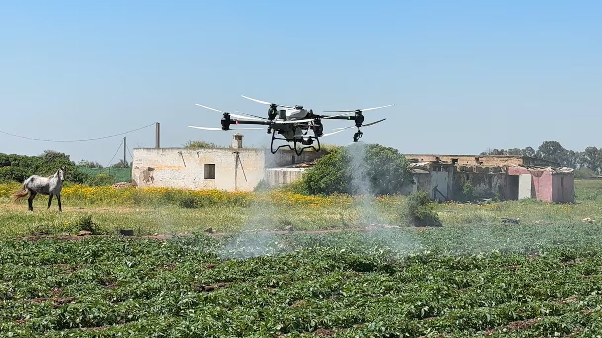🇲🇦🌾 À Berrechid, la pulvérisation des pesticides par drone commence à séduire les agriculteurs. Cette technologie facilite les traitements tout en préservant les cultures et les rendements.