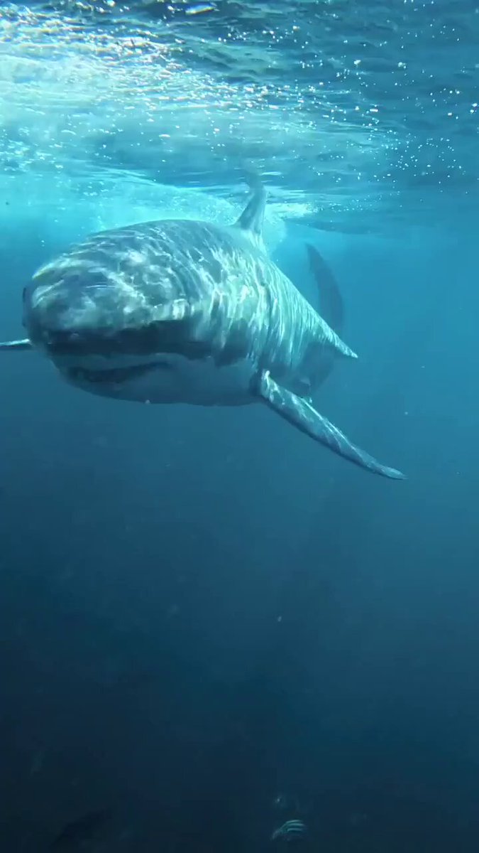 This predator is really impressive