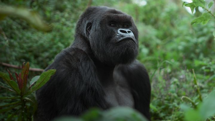 The remarkable tale between David Attenborough and the silverback gorilla, Pablo. Packed with extraordinary gorilla behaviour never filmed before, this is a story of hope and joy. A GORILLA STORY: TOLD BY DAVID ATTENBOROUGH arrives 17 April.