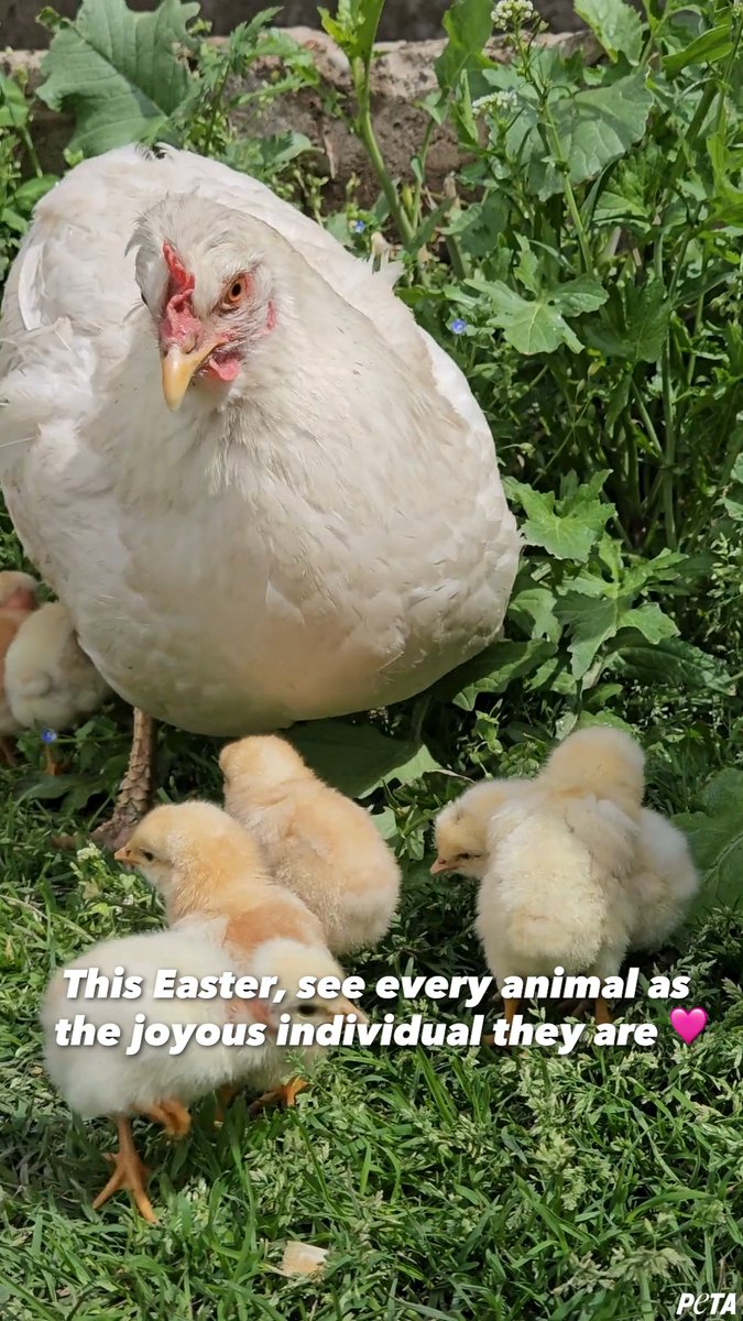 Reminder: animals don’t belong in your Easter plans, on your plates, or in your baskets. They deserve to celebrate too!
