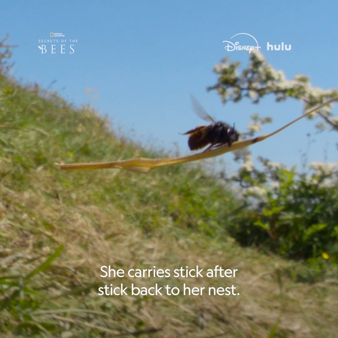 Meet the red-tailed mason bee—she builds her baby a snail-shell nursery and even barricades it with tiny sticks! #SecretsOfTheBees is now streaming on Disney+ and Hulu.