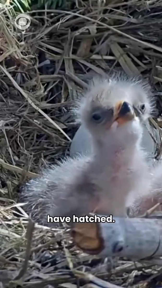 Big Bear bald eagle couple Jackie and Shadow are parents once again after both of their eggs hatched over the weekend, welcoming their newest family members. A mountain lion cub was rescued in California and is now being cared for at Oakland Zoo.