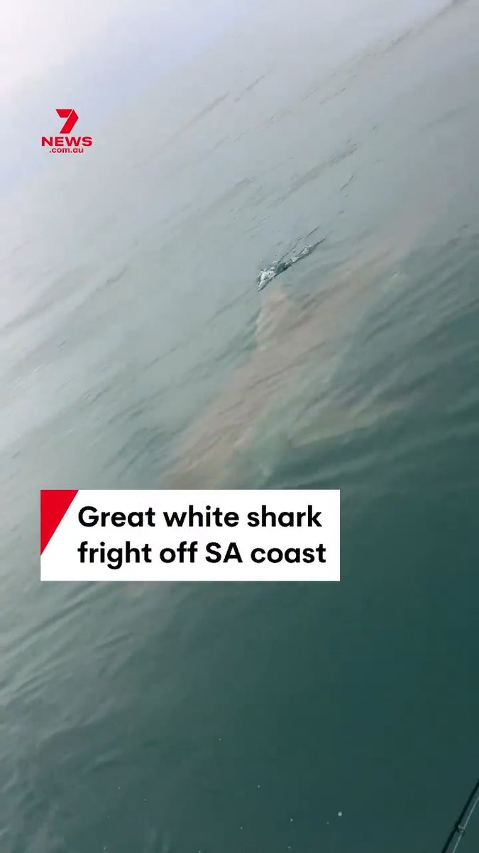 “Holy ****!” A great white shark has been caught on camera circling a small tinny off South Australia’s south-east coast. The Victorian fishermen were spending the Easter break over the border, telling 7NEWS that they wasted no time returning to shore after it started circling 2km from the Robe Obelisk: “I wanted to stay and take a few more videos but this bloke here turned the key and got out of there.”