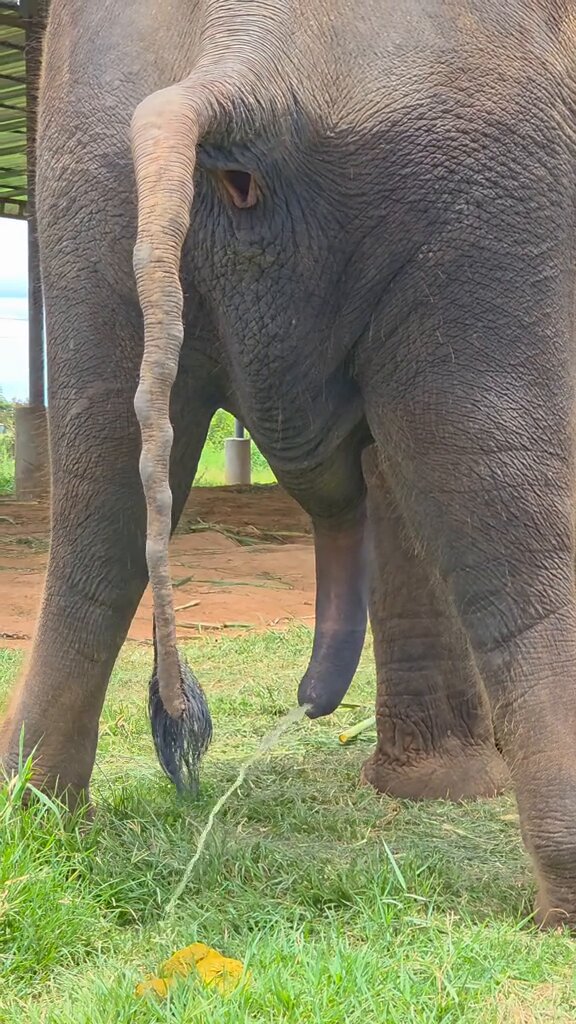 Elephant should have been king of jungle 😱