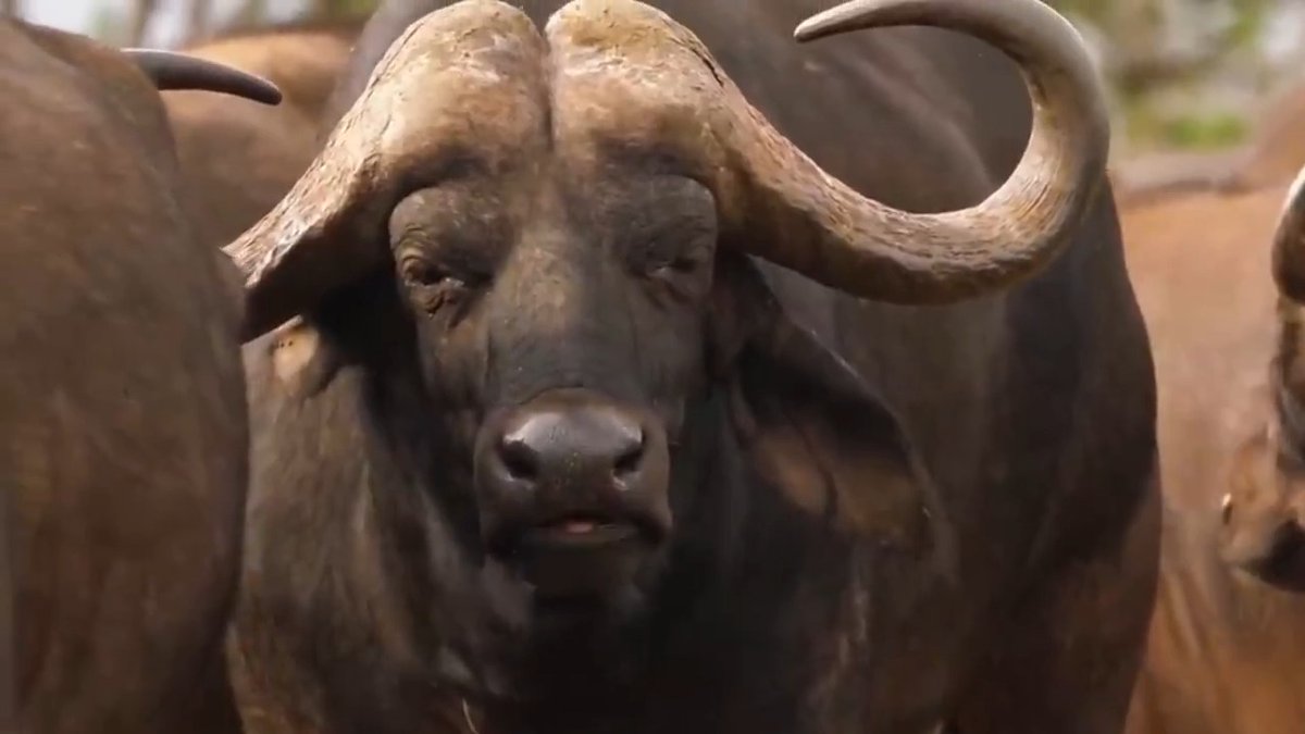 No es el rugido de un león, ni el peso de un elefante. Es la aproximación de un verdadero titán.