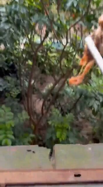 🇨🇳🐈Chinese man has a unique way of feeding his stray cats — they climb walls!
