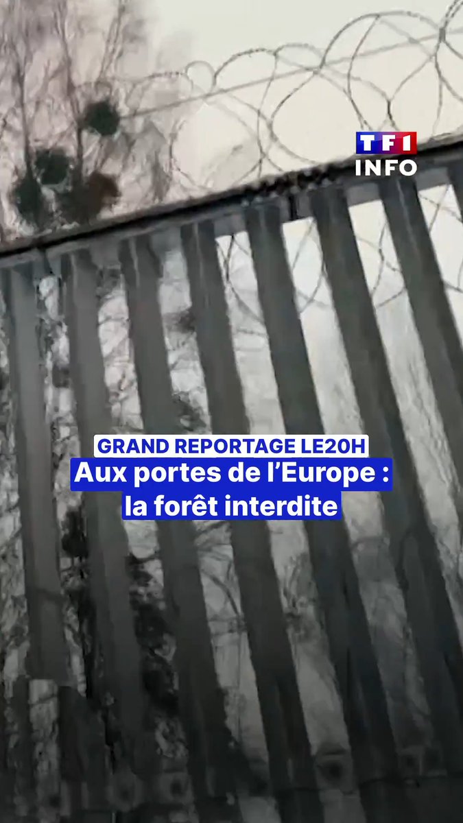 📌 Ce lundi 6 avril dans #LE20H de TF1 présenté par Gilles Bouleau ▶️ "Aux portes de l'Europe : la forêt interdite" 🎥 Une immersion en Pologne de nos reporters Michel Izard & Bertrand Lachat, dans le joyau de Bialowezia... désormais coupé en deux