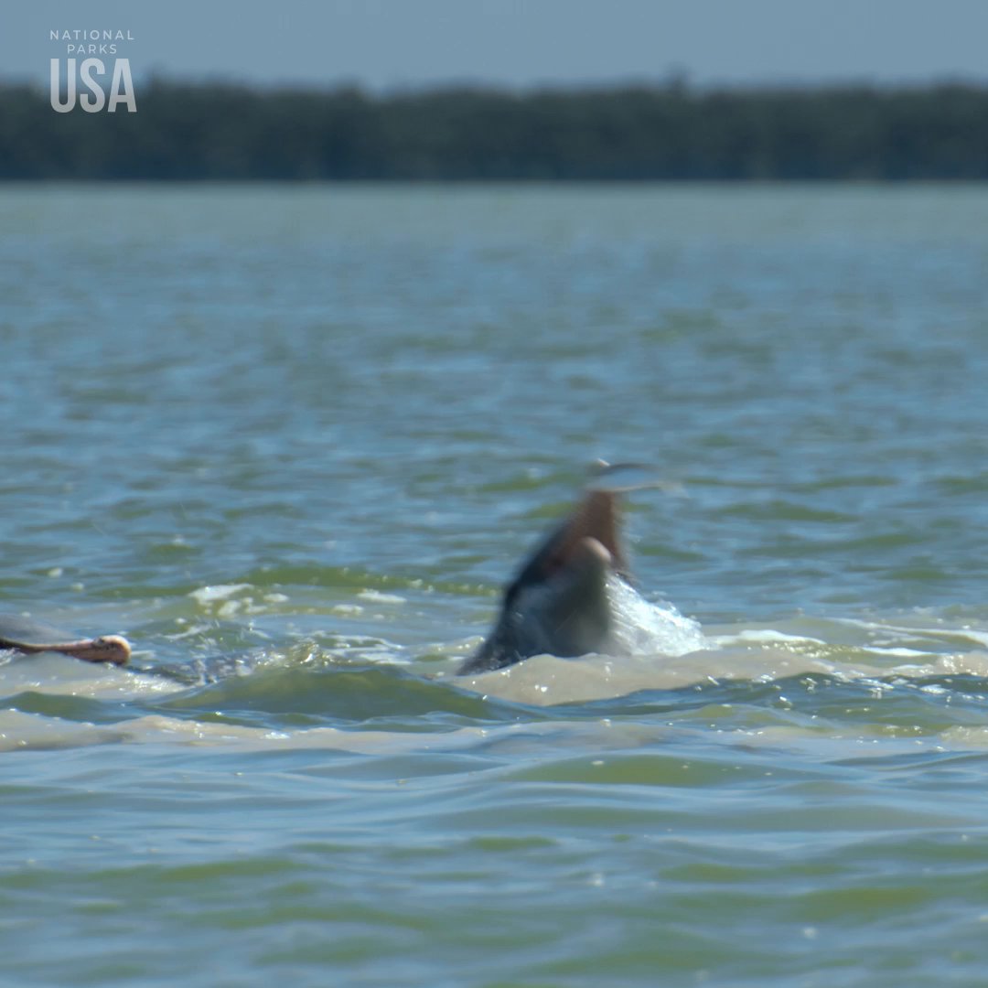 In shallow waters, intelligence rises to the surface. 🐬 The Everglades are full of wonderful surprises. #StepIntoWonder #NationalParksUSA is now streaming on Disney+ and Hulu.