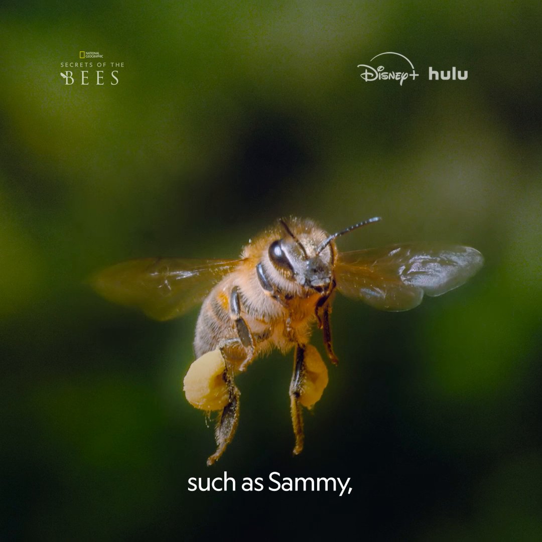 Nat Geo Explorer-at-Large James Cameron and entomologist Dr. Sammy Ramsey may use different tools when it comes to telling stories, but they're both devoted to sharing the wonders of the natural world. Even down to the lives of the tiniest bees. #SecretsOfTheBees is now streaming on Disney+ and Hulu.