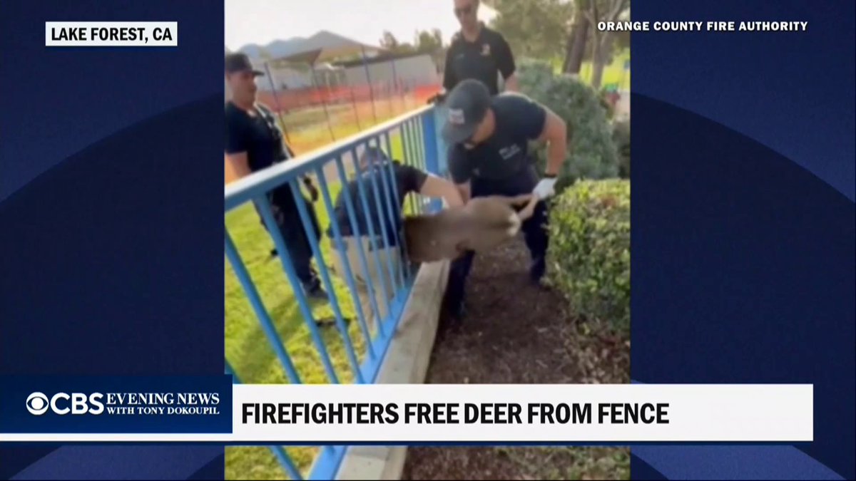 Firefighters in California rescued a deer that became stuck after trying to squeeze between two fence railings.