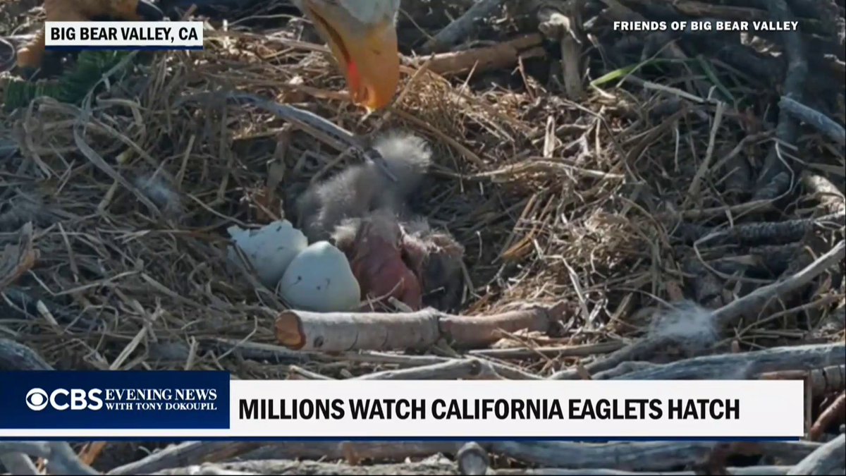 Millions watched over the weekend as bald eagles Jackie and Shadow welcomed two chicks in California’s Big Bear Valley, with both eaglets hatching within two days.
