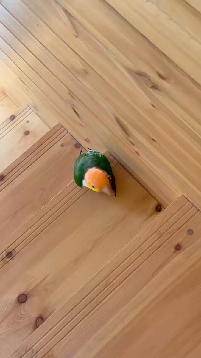きっと大工さんは、インコが階段を登れるように設計したんだな