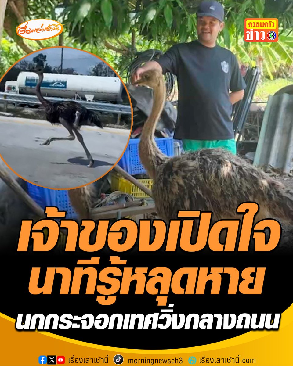 เจ้าของเปิดใจนาทีรู้ข่าว หลังนกกระจอกเทศที่เลี้ยงไว้หลุดหาย พบวิ่งกลางถนนมอเตอร์เวย์ ไกลกว่า 15 กิโลเมตร จากชลบุรีจนถึงระยอง ขอบคุณพลังโซเชียลช่วยตามหาจนเจอ ล่าสุดน้อง B1 ปลอดภัยแล้ว #เรื่องเล่าเช้านี้ #ครอบครัวข่าว3 #ข่าวโซเชียล #นกกระจอกเทศหลุด