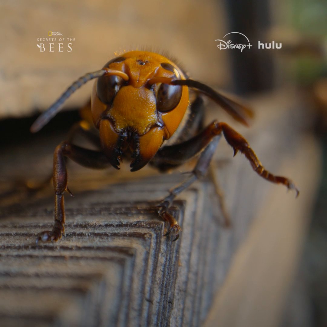 Intruder alert! 🚨 Murder Hornets eat bees and their larvae, but these Asian honey bees aren't going to let their hive be destroyed without a fight. #SecretsOfTheBees is now streaming on Disney+ and Hulu