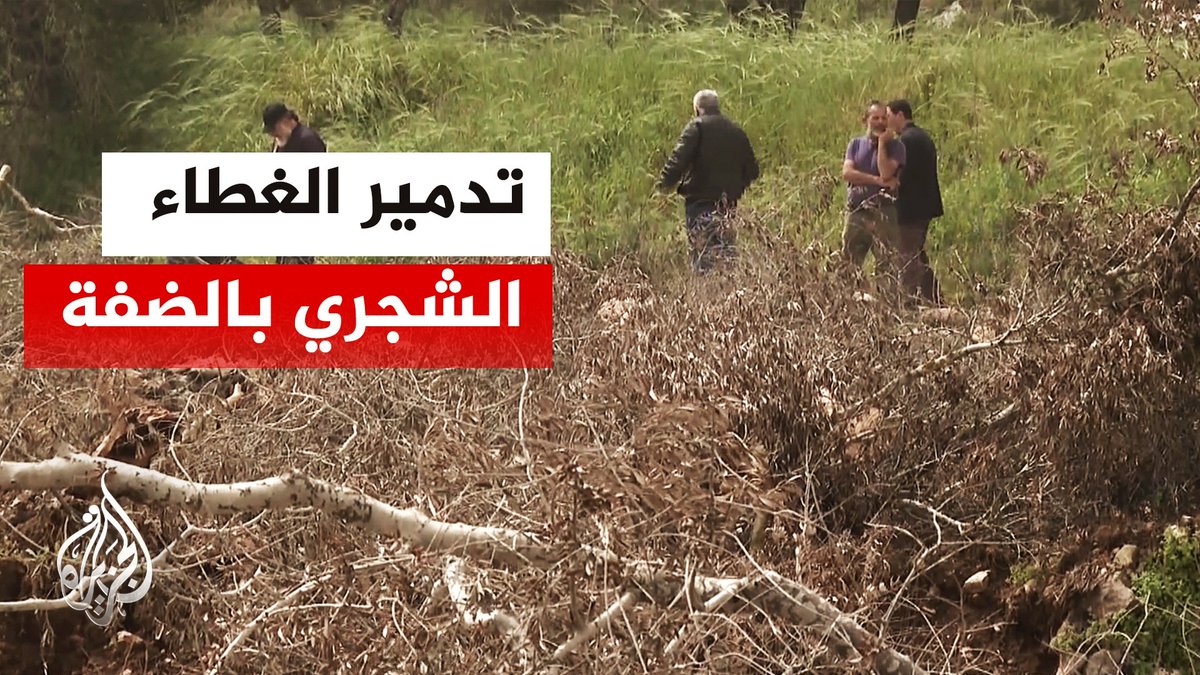 اقتلاع الزيتون في الضفة يوسع التهديد على الأراضي الزراعية الفلسطينية | #تقرير: ثروت شقرا #الأخبار