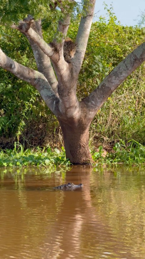 Wrestled a crocodile underwater for a minute on one breath, this is wild