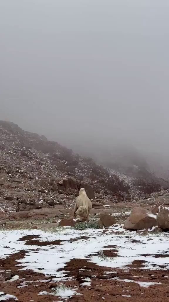 جبل اللوز - تبوك ❄️♥️.