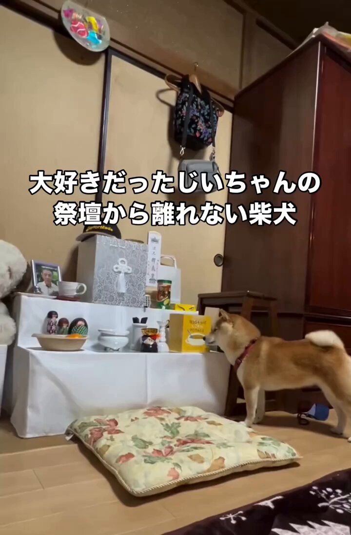 骨になって帰ってきたおじいちゃんの祭壇から離れない芝ちゃん･･･😭