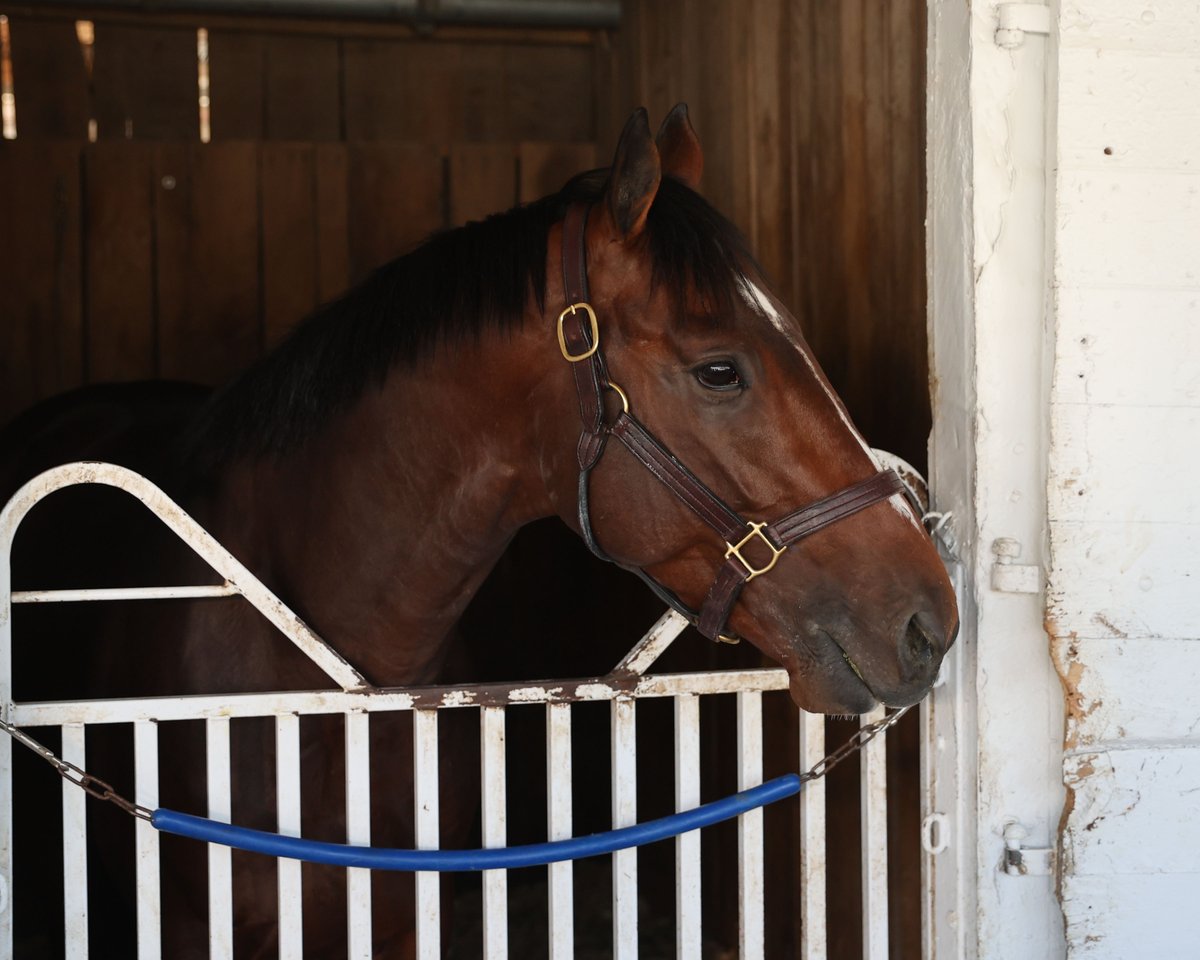 Commandment, currently #1 on the Kentucky Derby leaderboard, has officially arrived at Churchill Downs! 🌹 Do you have your eye on this frontrunner? 👇