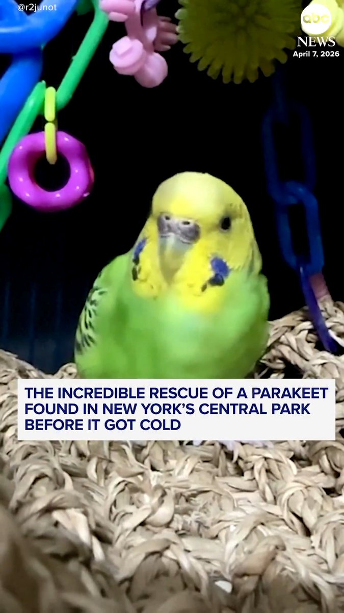After Mei Mei the parakeet was spotted in New York’s Central Park, a group of friends stepped up to track and rescue her before the weather turned cold.