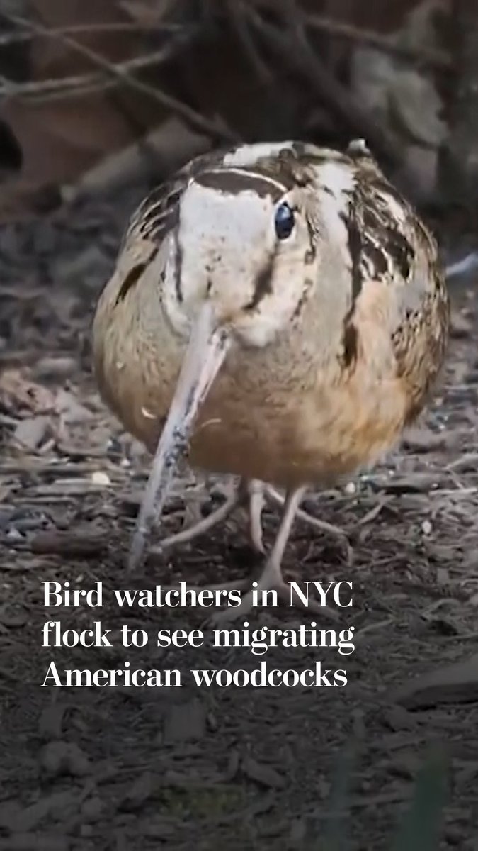 American woodcocks are grooving through Bryant Park as they stop through New York City to rest during migration.