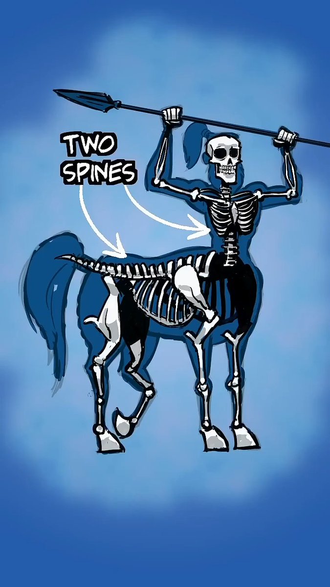 CENTAUR ANATOMY LESSON