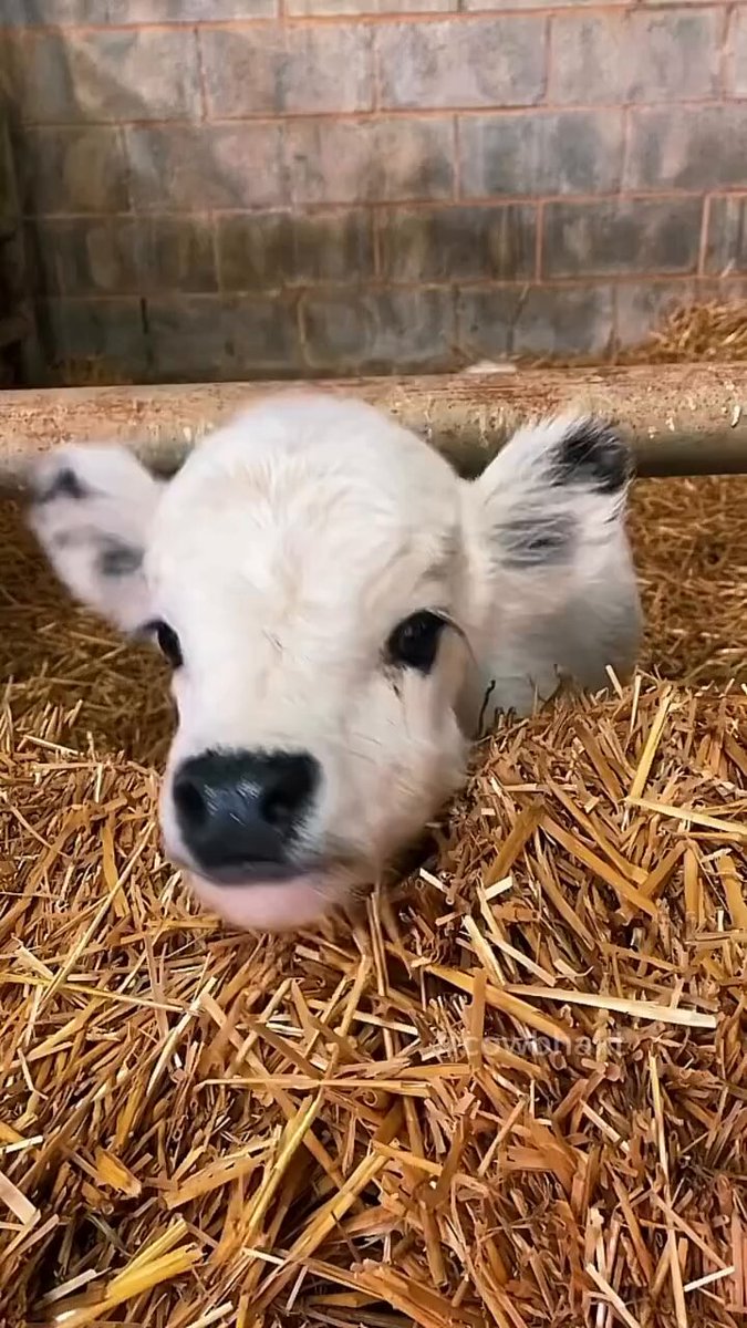 Just a baby calf and a whole lot of sweetness.🐮