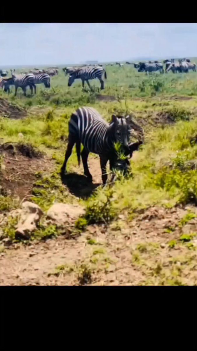 A zebra made a chilling decision ending the life of its own calf. In that moment, what feels incomprehensible to us is a stark reminder that nature doesn’t follow human emotions or rules. It’s raw, unpredictable, and sometimes deeply unsettling. Yet, it’s in these moments that we see just how complex and mysterious the wild truly is. Nature is full of wonders both beautiful and brutal.