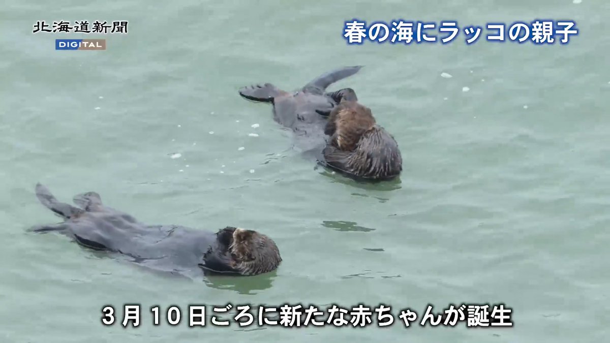 #浜中町 内の #霧多布岬 で、今年も絶滅危惧種ラッコの子どもが誕生。仲睦まじく泳ぐ2匹の姿に観光客らから歓声も。町内のNPO法人エトピリカ基金は「ドローンを飛ばしたり大声を出したりはせず、マナーを守って見学して」と呼びかけています。 ▽記事はこちらから▽ #北海道 #ラッコ