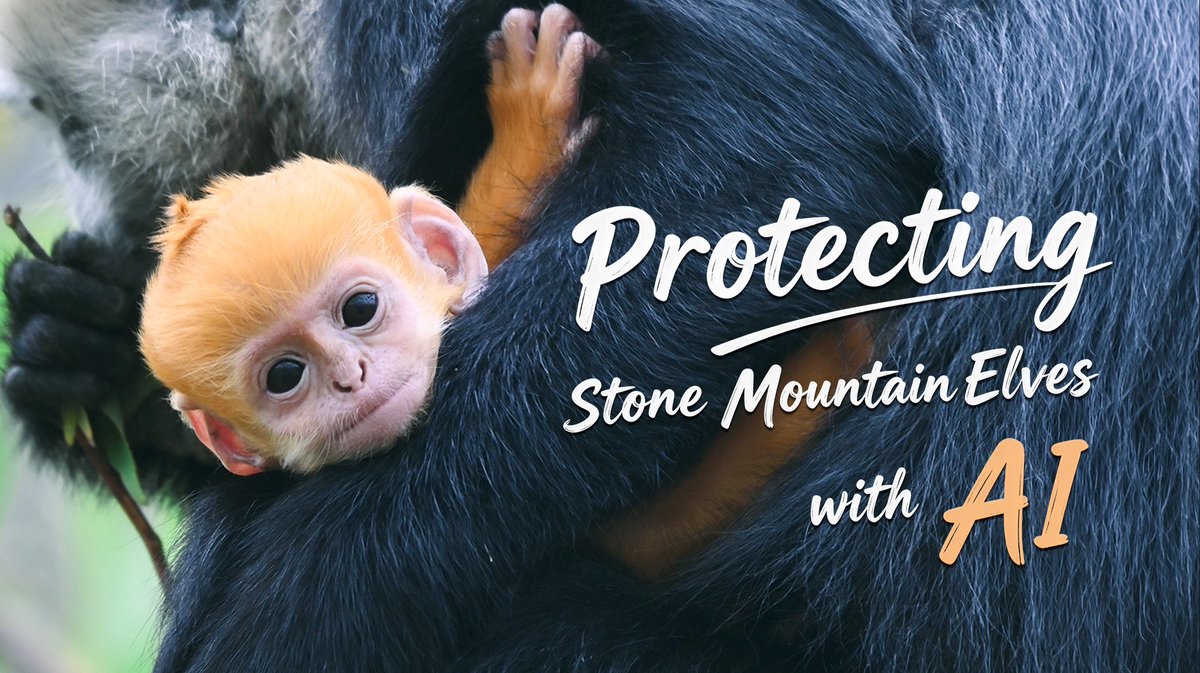 Did you know? The "Stone Mountain Elf" of Guangxi, the white-headed langur, has only around 1,400 left globally. With AI-powered monitoring, over 37,200 sightings have been recorded, helping make conservation more efficient, less intrusive, and better informed.