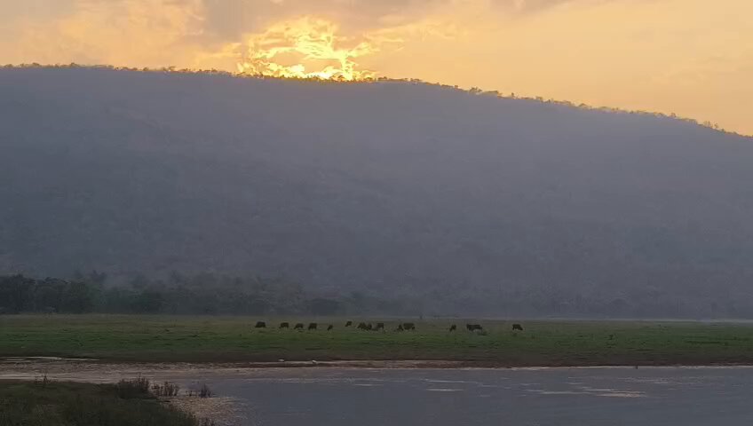 This is not Serengeti or Masai Mara. This is Debrigarh Wildlife Sanctuary, Odisha. Just listen to the background… no filters, no noise…just pure nature.