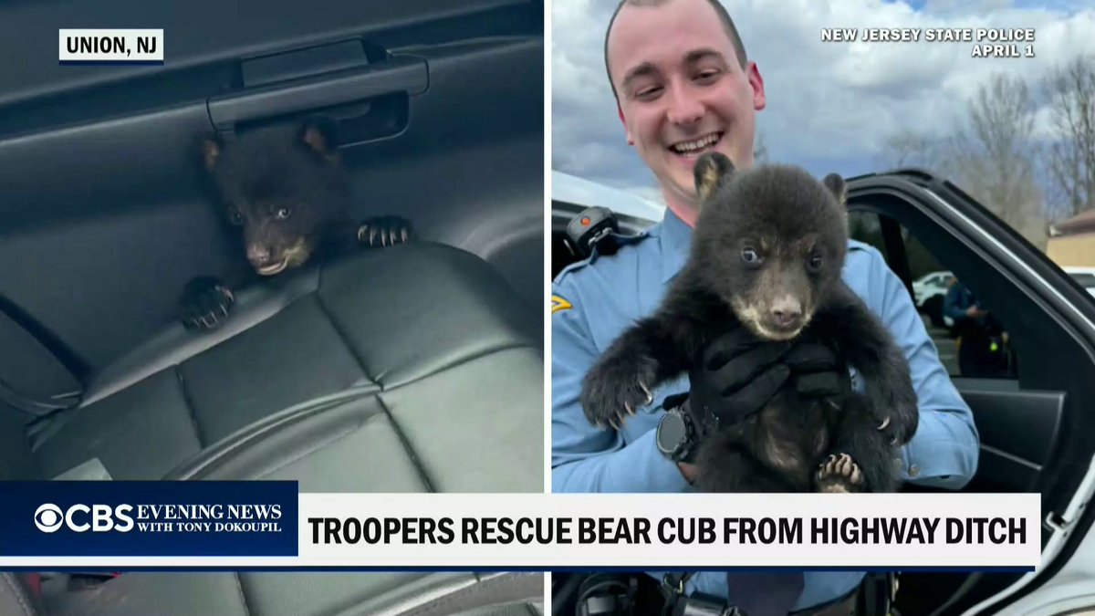 A baby bear is now safe after a New Jersey state trooper rescued the cub from a roadside ditch, where it was found alone and dangerously close to traffic with no mother in sight.