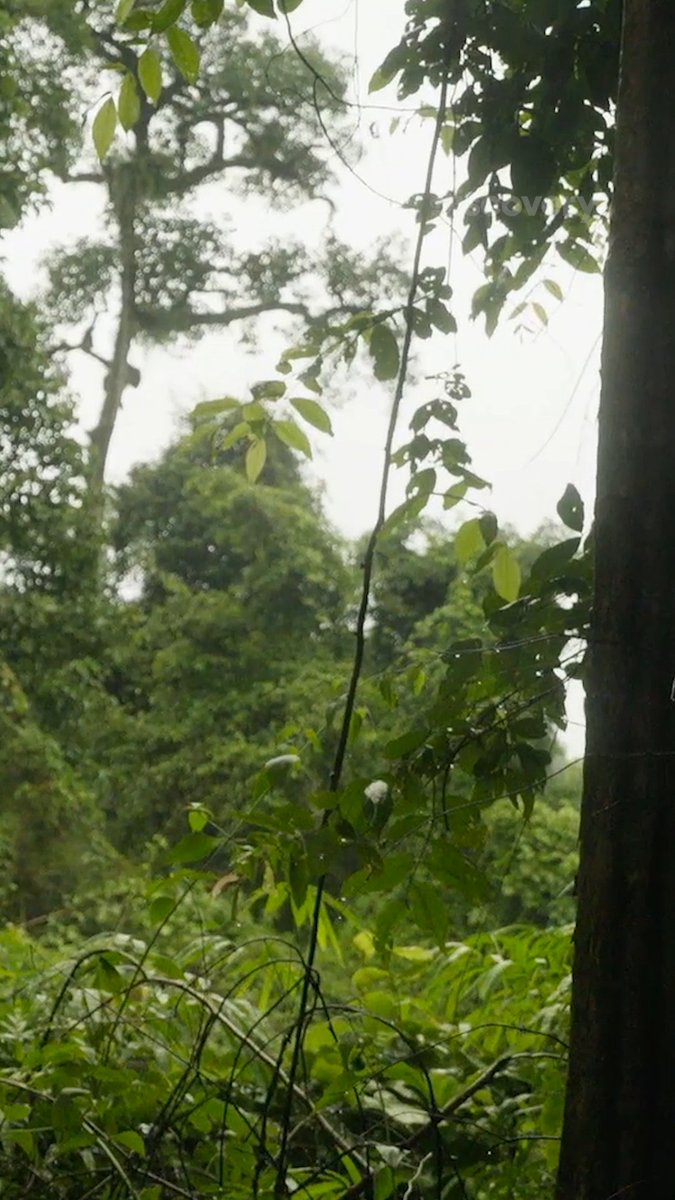 🌧️ Soaked, cold, and no relief in sight 😨 New #NakedandAfraid Sunday at 8P on Discovery.