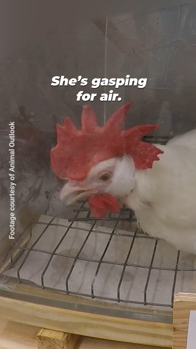 Imagine how terrifying & painful it must've been to die like this ๐ Public records obtained by animaloutlook reveal footage from a ventilation shutdown experiment at NC State University, funded by USPOULTRY. It's what they hoped you'd NEVER see ๐๐