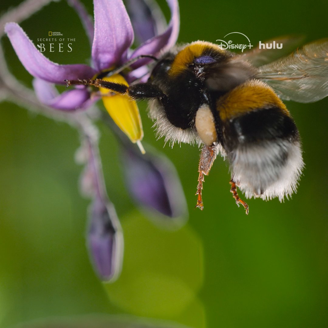 No pollen is out of reach for the buff-tailed bumblebee. She grips the flower and rapidly vibrates her thorax like a tiny jackhammer, shaking pollen loose in a cloud of yellow dust. Discover more unique bee-haviors in #SecretsOfTheBees, now streaming on Disney+ and Hulu.