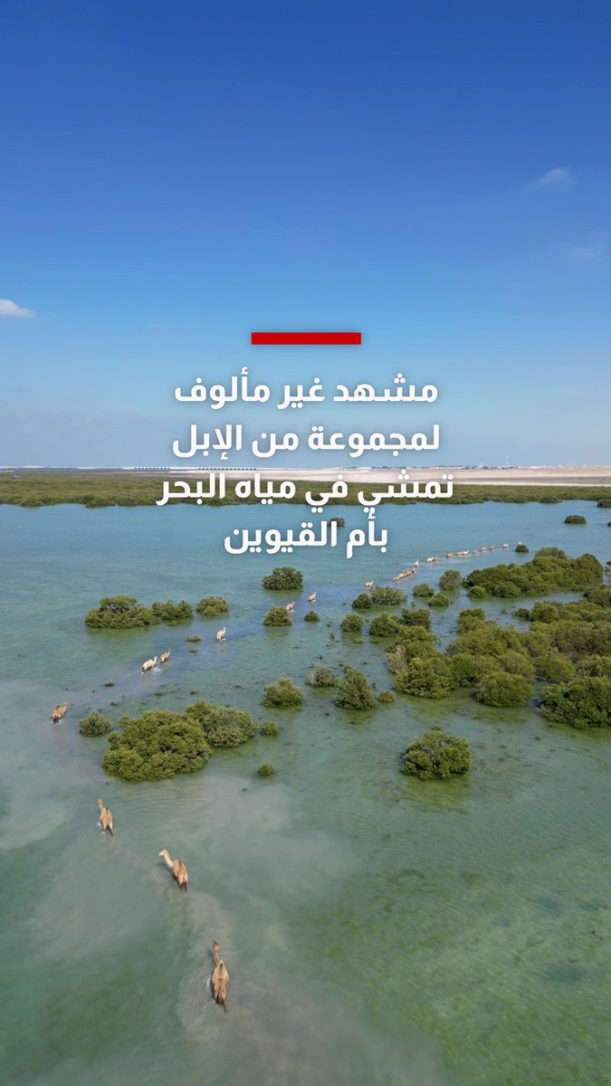 إماراتية توثق مشهدًا غير مألوف لمجموعة من الإبل تمشي في مياه البحر بأم القيوين