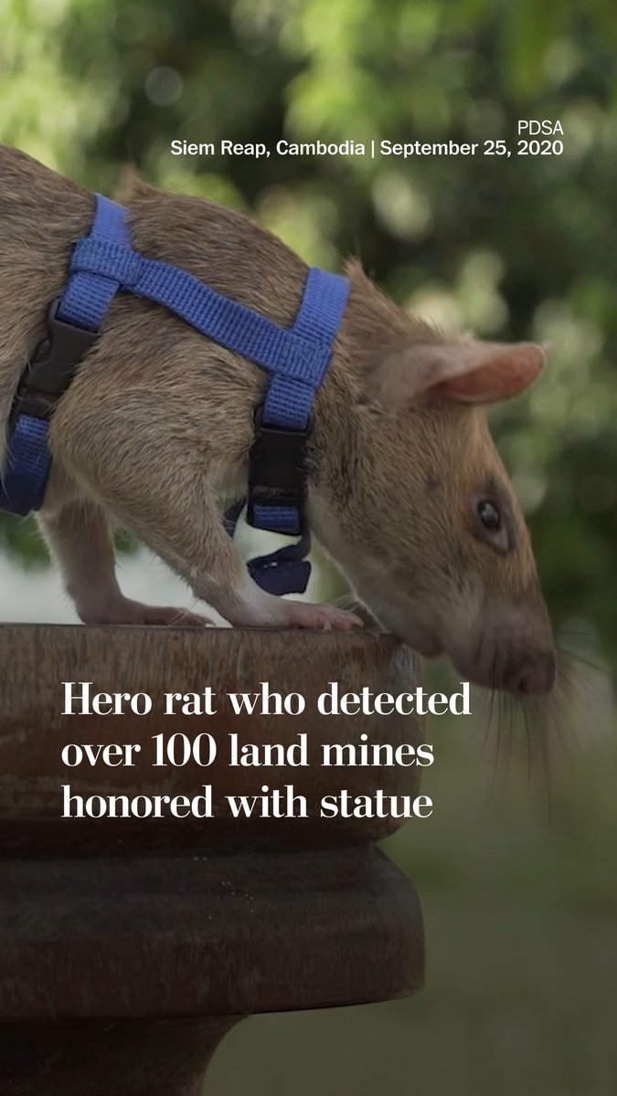 Magawa, an African giant pouched rat, sniffed out more than 100 land mines during his five-year career, saving countless lives. To honor his bravery, a seven-foot statue of Magawa was unveiled on April 3 in Cambodia.