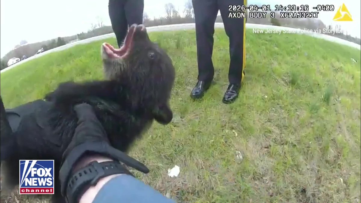 BEAR WITH ME: New Jersey state troopers rescued an abandoned bear cub from a ditch along Interstate 87. The bear was taken to the state police station and later released to the Department of Environmental Protection for care.