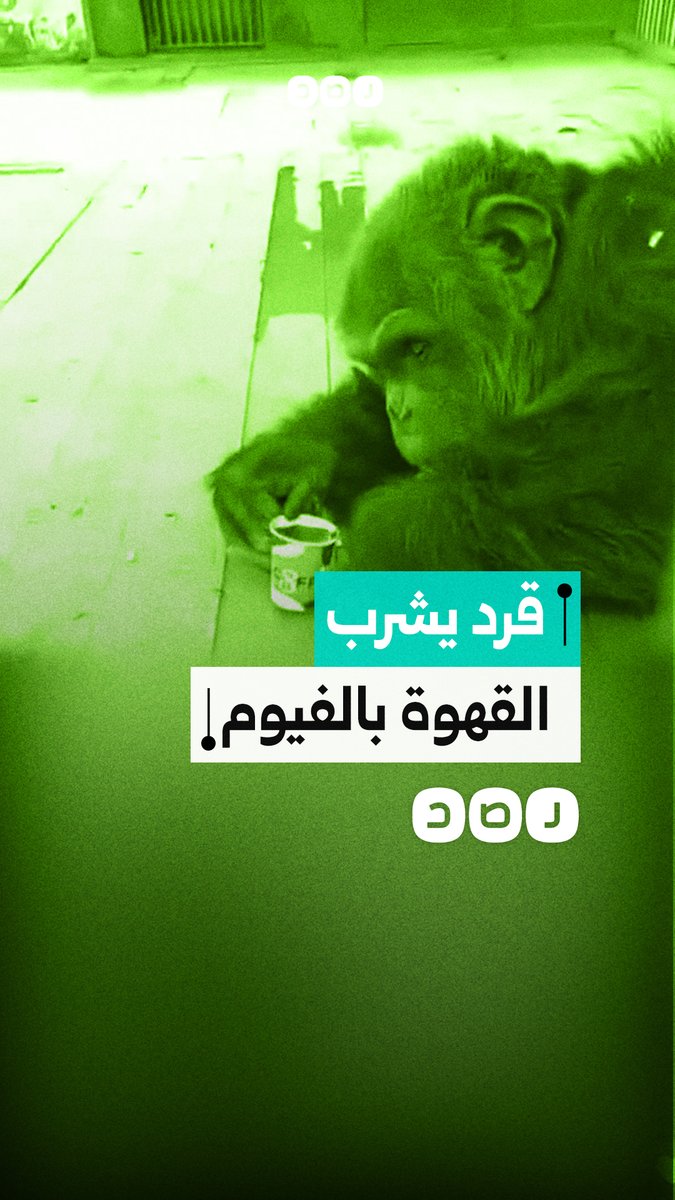 قرد مصري يخطف الأنظار بشرب القهوة داخل حديقة حيوان الفيوم