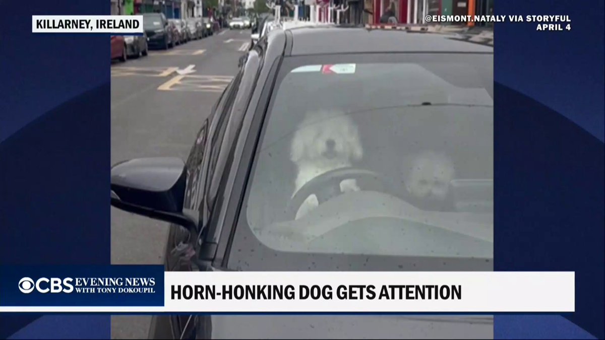A dog in Ireland couldn’t wait in the car any longer and started honking the horn for its owner.