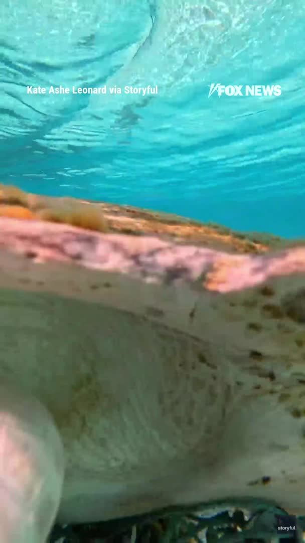 SNAP DECISION: A paddleboarding couple saved a sea turtle after finding it tangled in a discarded fishing net in the Maldives. Kate Leonard, who captured the footage, said it took her and her partner 15 minutes to free the turtle as rising tide threatened to drown it. The pair watched the animal swim away unharmed.