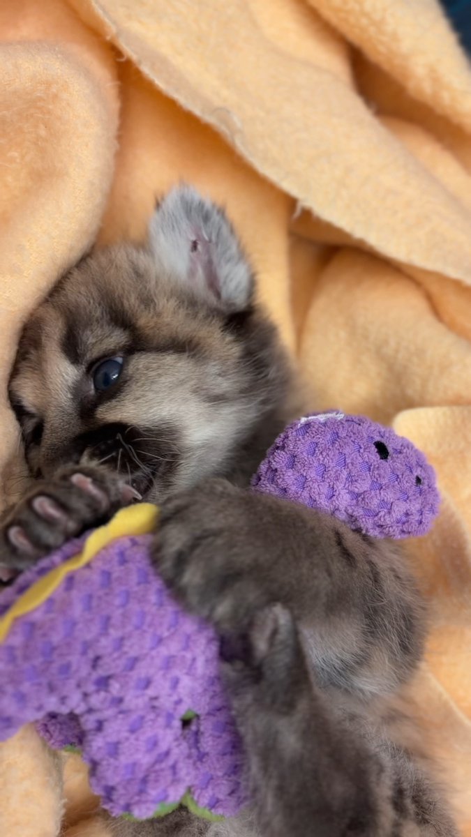 Crimson CUBdate:this little rescued mtn lion cub continues to improve! Crimson’s little purple dinosaur may look like just a toy, but it actually helps him learn to stalk, pounce, and play— all behaviors we want to see in a developing young puma. 📸: Keeper Nikki